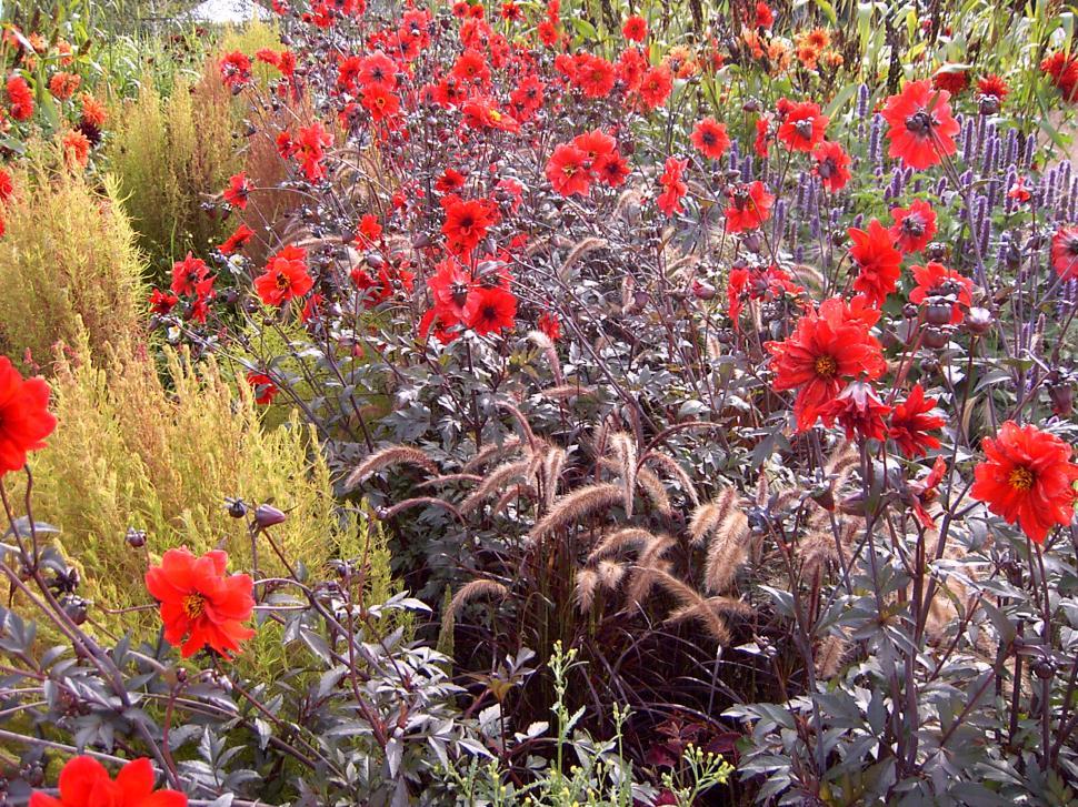 Free Image of Collection of various autumn flowers 