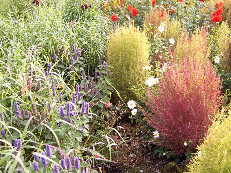 Free Image of Collection of various autumn flowers 