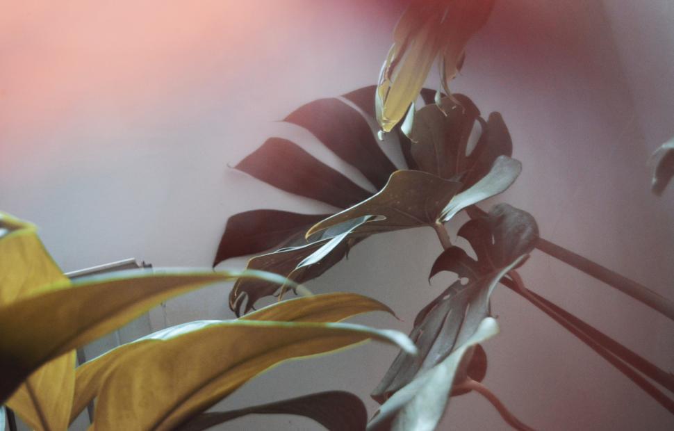 Free Image of Colorful leaves in a serene indoor setting near a window 