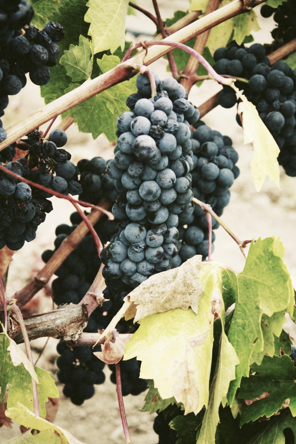 Free Image of Grape clusters ripening on the vine in a vineyard setting 