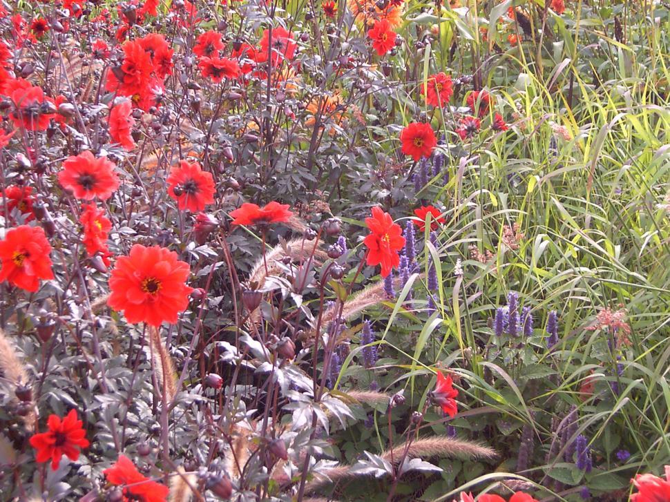 Free Image of Collection of various autumn flowers 
