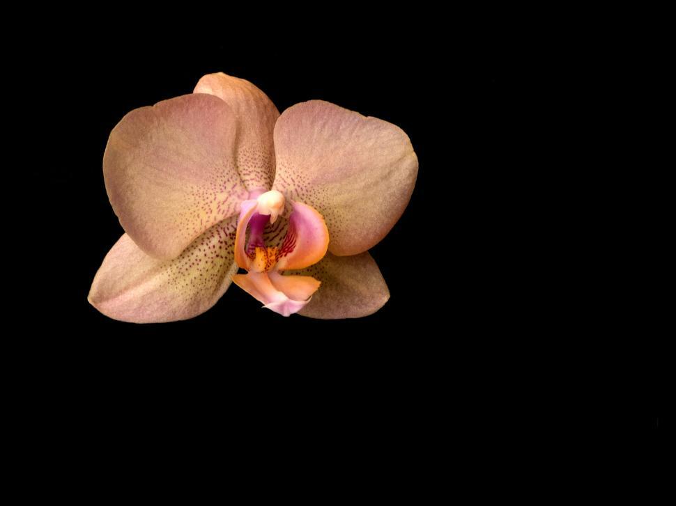Free Image of Orange Flower Moth Orchid Against Black Background 