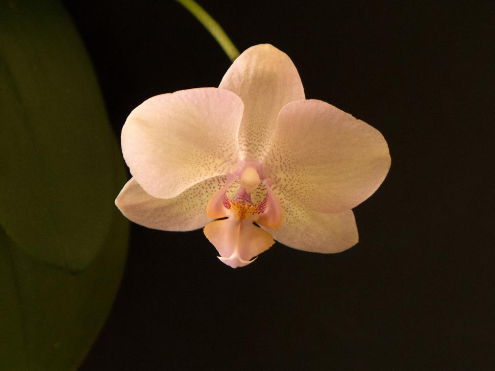 Free Image of Orange Flower Moth Orchid 