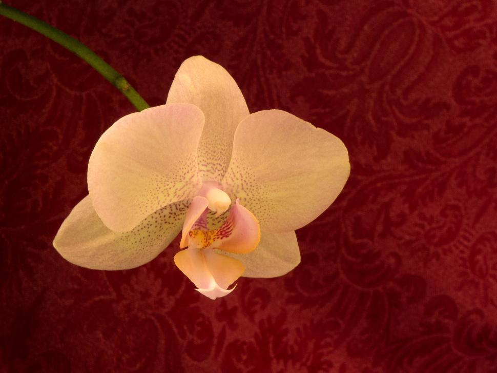 Free Image of Orange Flower Moth Orchid Against Red Background 