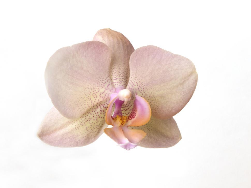 Free Image of Pink Flower Moth Orchid Against White Background 