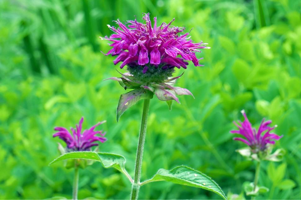 Free Image of Purple Bee Balm Monarda Flower 
