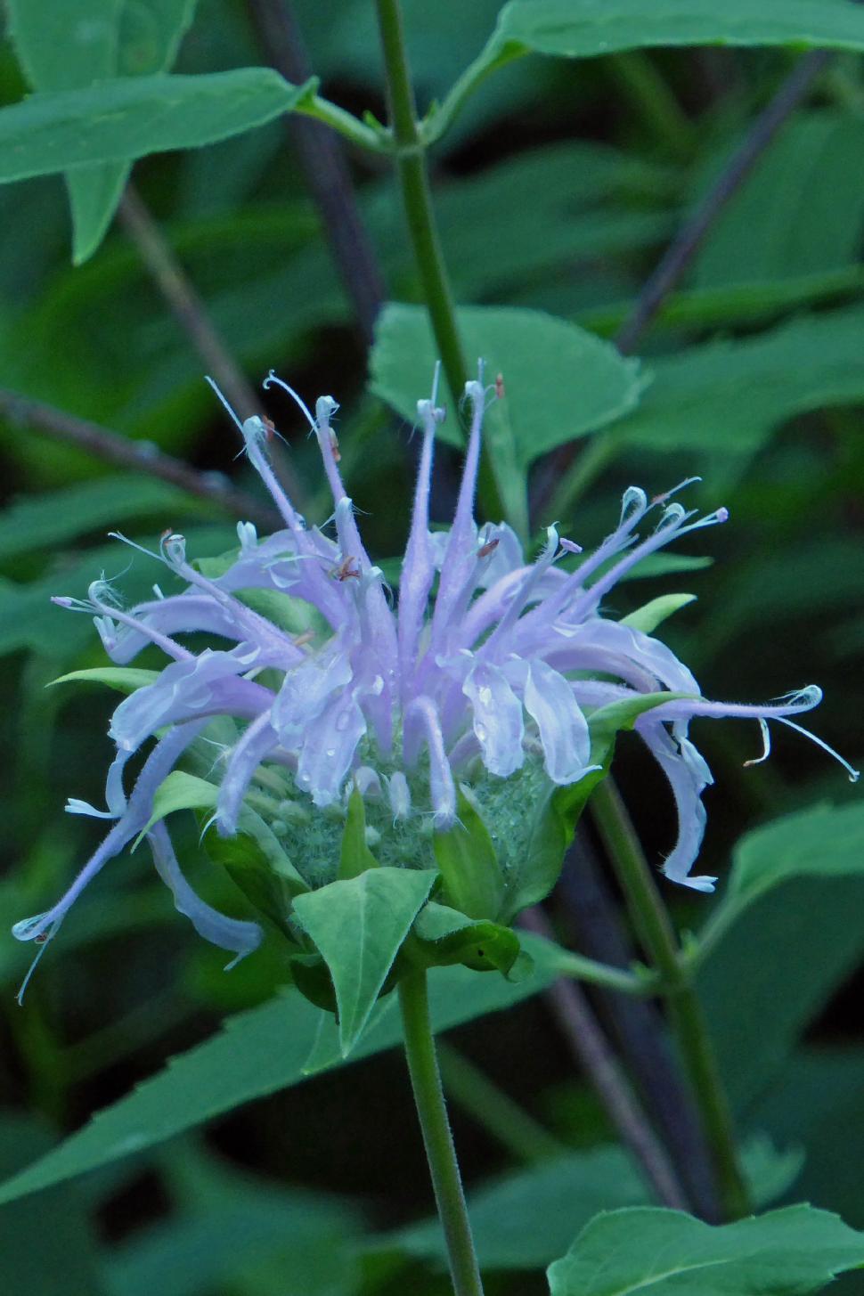 Free Image of Blue Bee Balm Wild Flower 