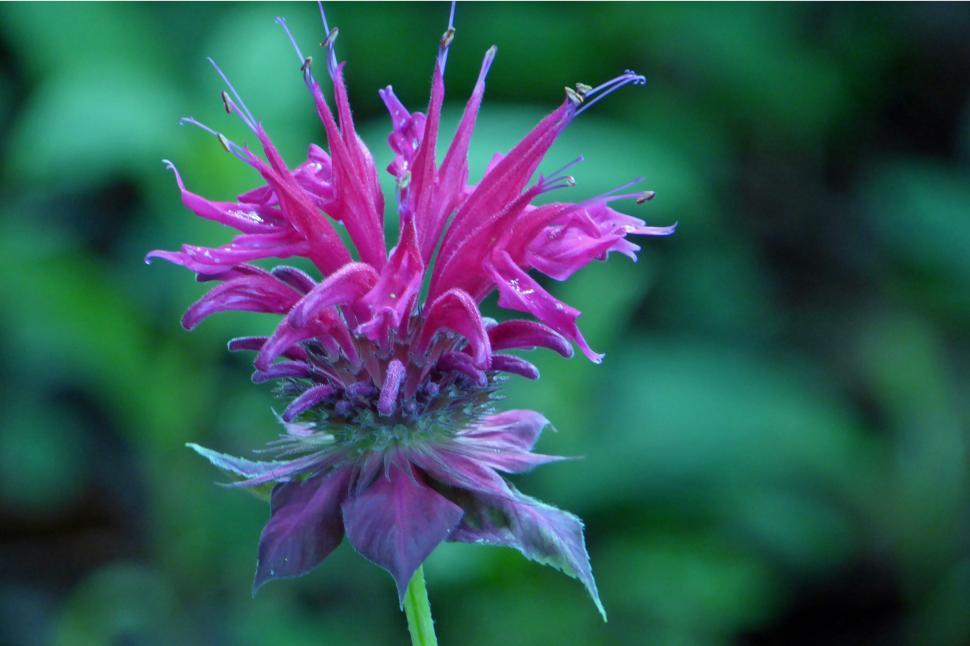 Free Image of Purple Bee Balm Monarda Flower 
