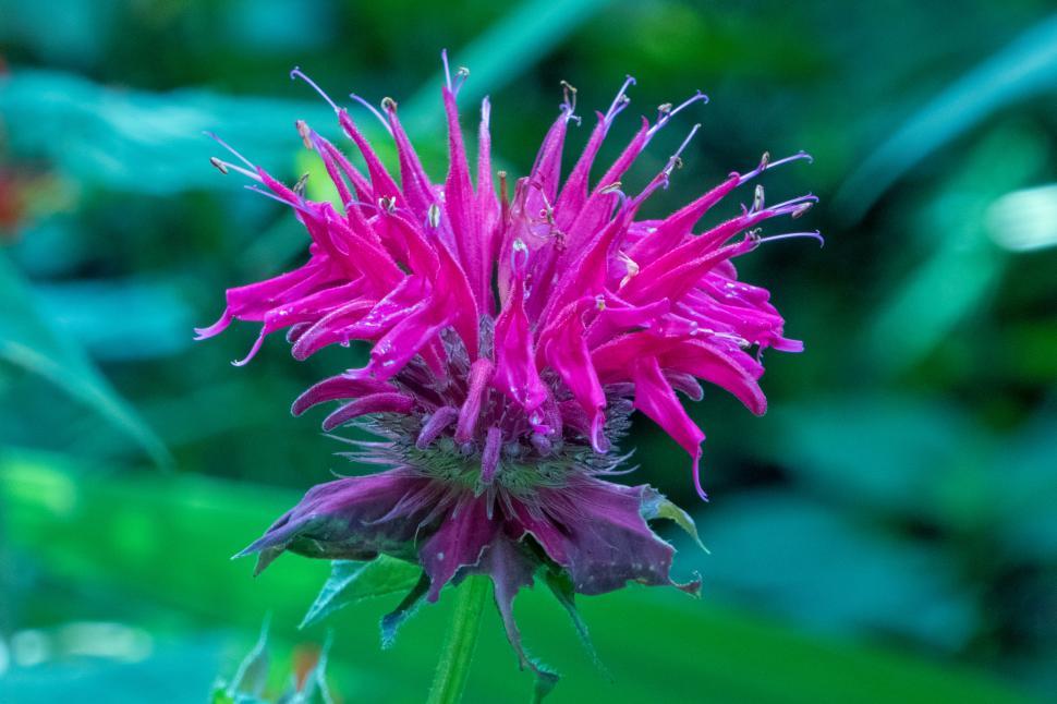 Free Image of Purple Bee Balm Monarda Flower 