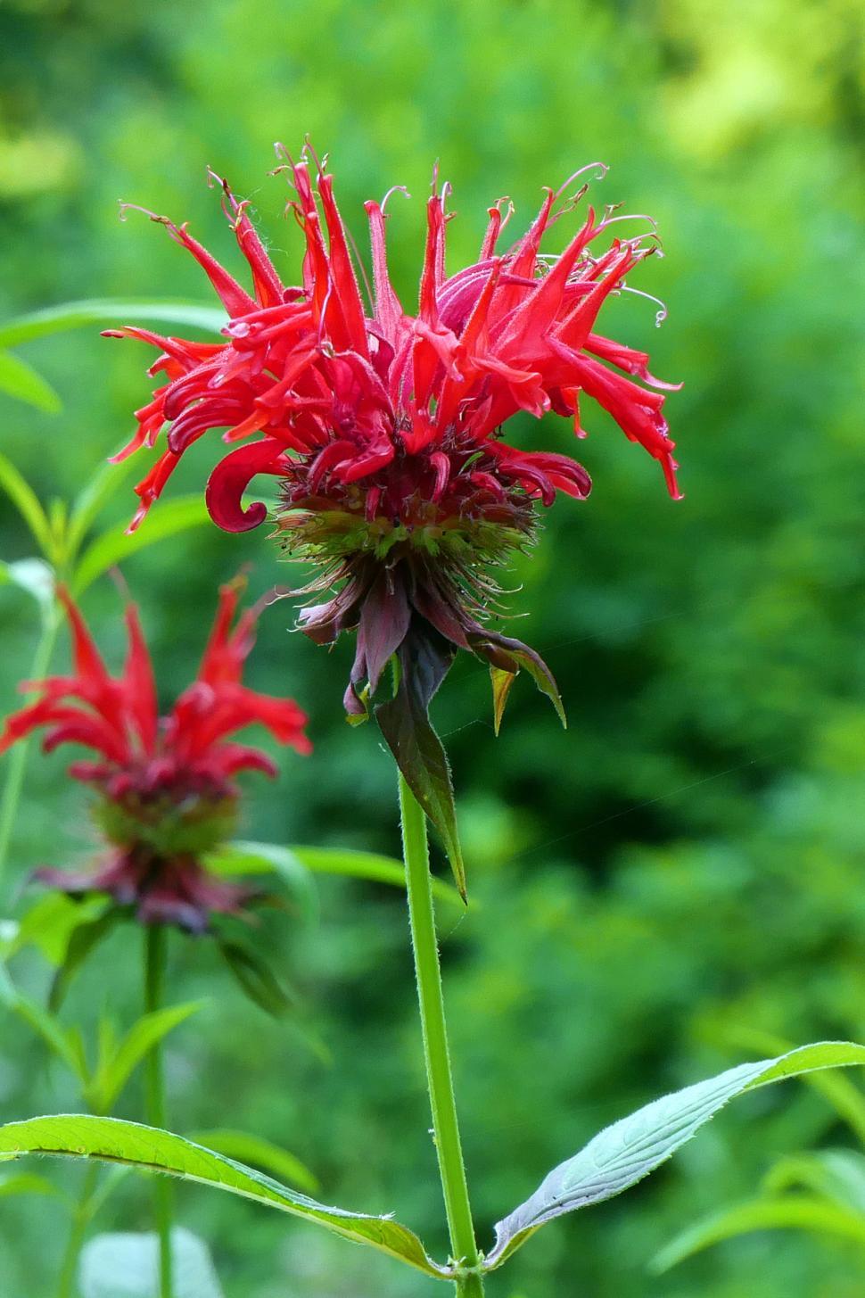 Free Image of Scarlet Red bee Palm Flower 