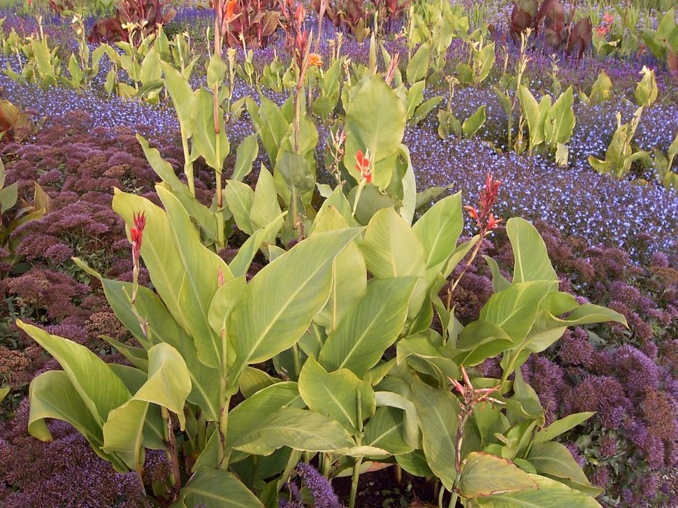 Free Image of Collection of various autumn flowers 