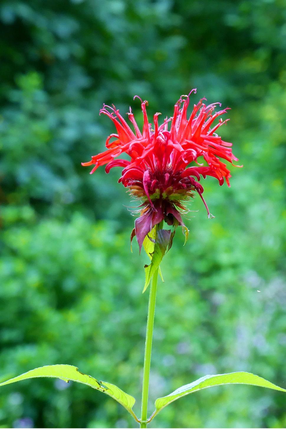 Free Image of Scarlet Red Bee Balm Flower 