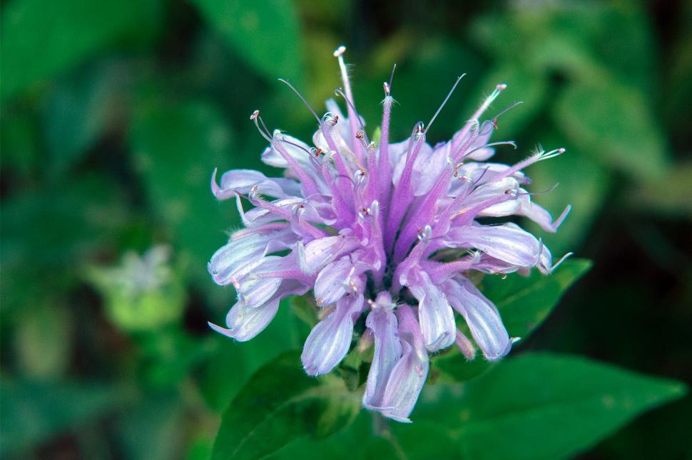Free Image of Bee Balm Monarda Flower 
