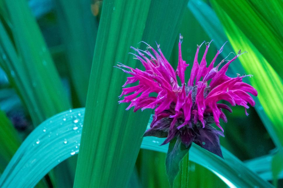 Free Image of Purple Bee Balm Wild Flower 