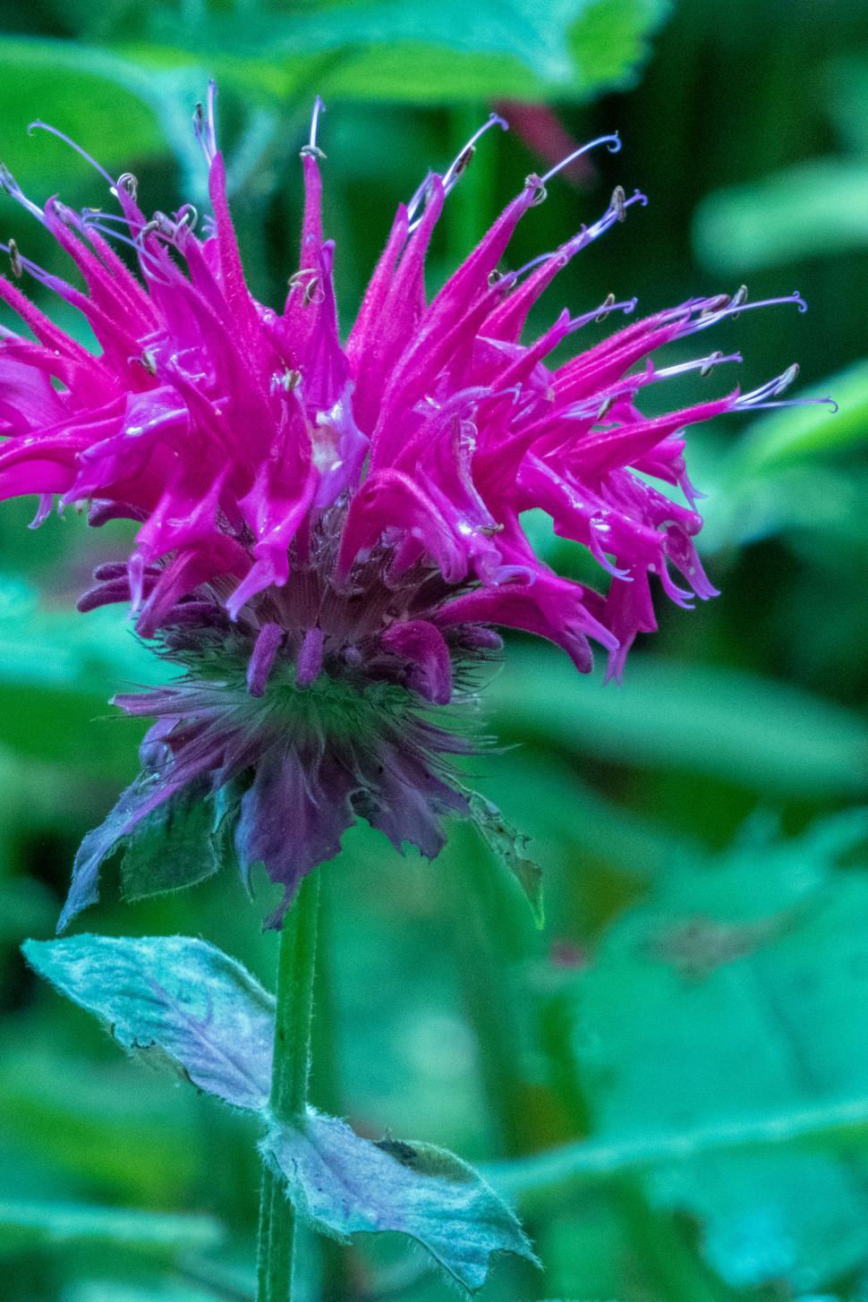 Free Image of Purple Beebalm Monarda Flower 