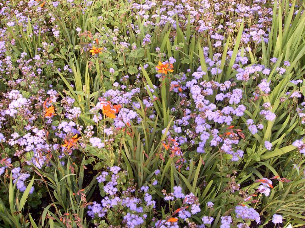 Free Image of Collection of various autumn flowers 