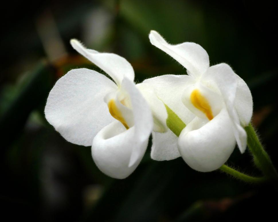 Free Image of Lady s slipper Orchid Paphiopedilum 