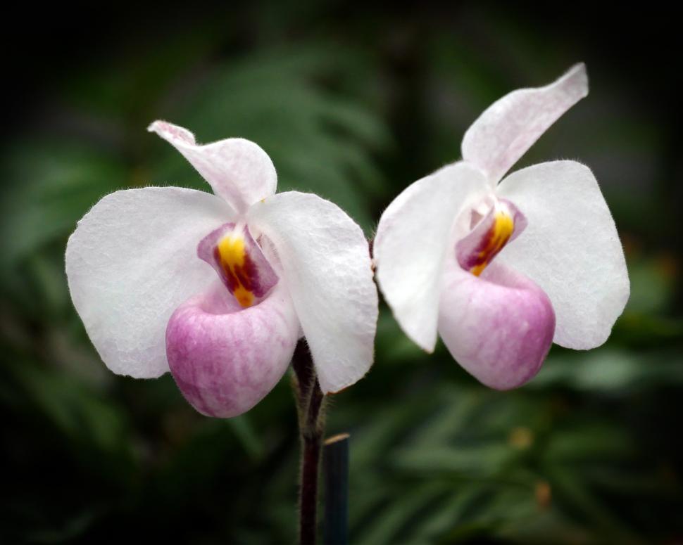 Free Image of Pink Flowers Lady Slipper Orchid 