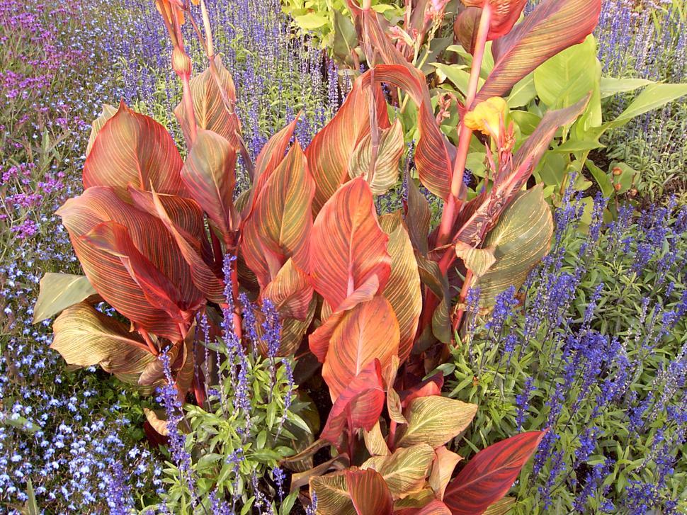 Free Image of Collection of various autumn flowers 