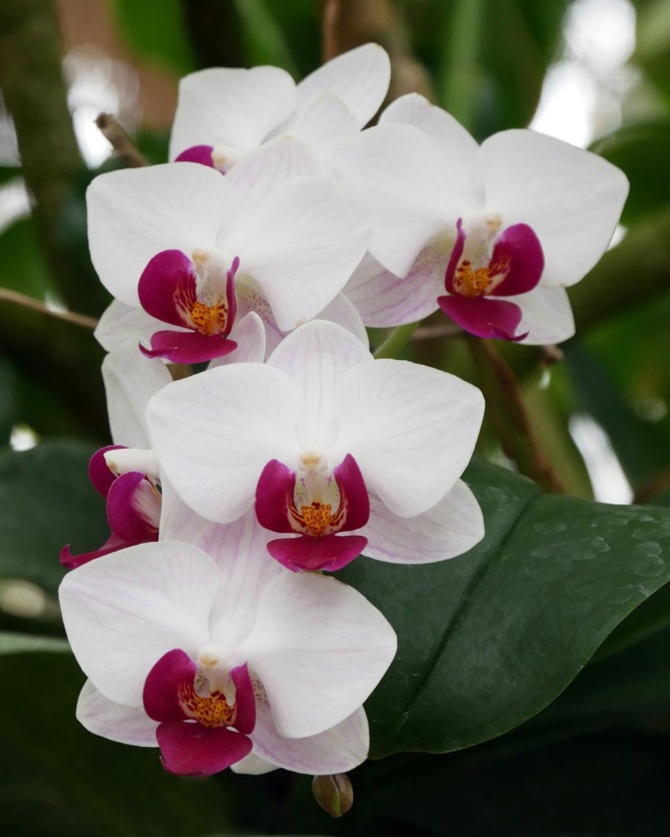 Free Image of Epiphytic Moth Orchid Plant Flowers 