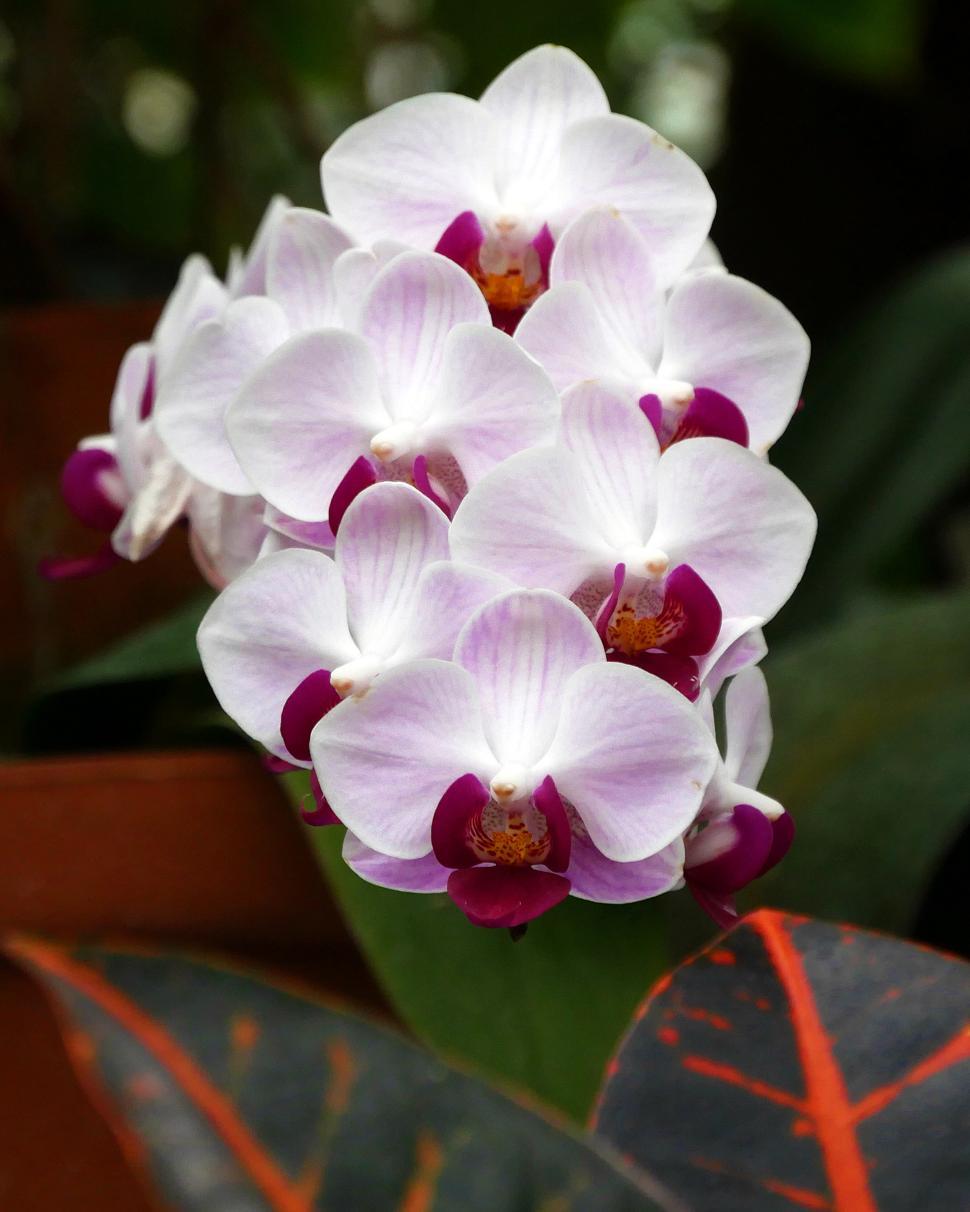 Free Image of Epiphytic Moth Orchid 