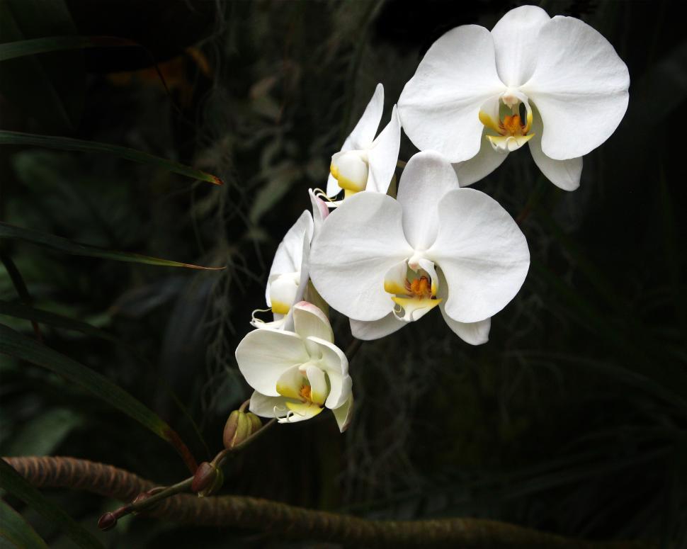 Free Image of Moth Orchid White Flowers in Bloom 