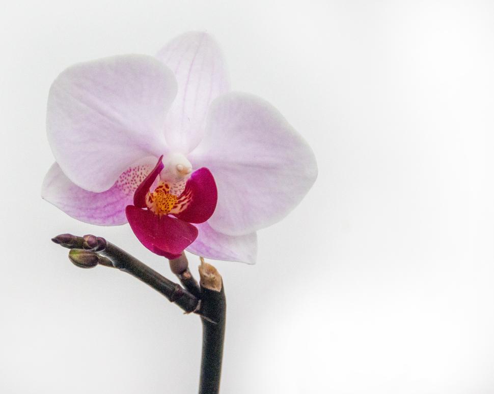 Free Image of Pink Red Orchid Flower 