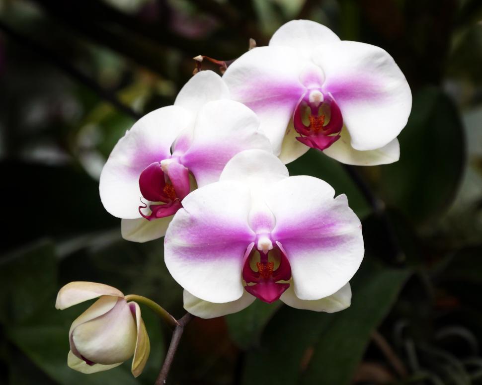 Free Image of Closeup shot of Moth Orchid Flowers 