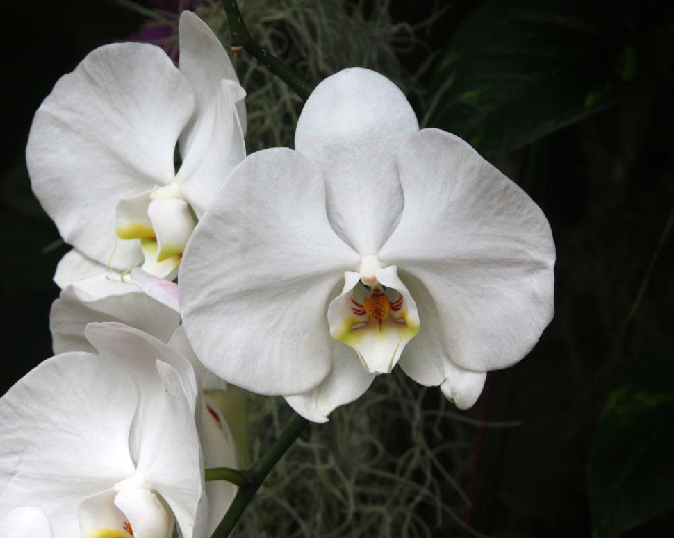 Free Image of Moth Orchid White Flowers in Bloom 