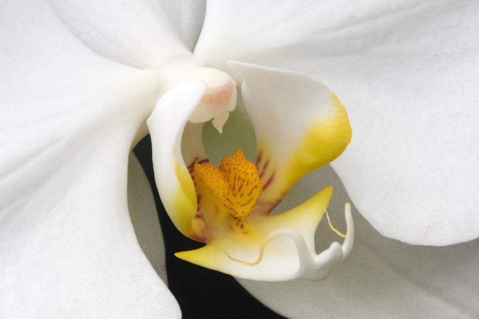 Free Image of Orchid Flower Anotomy 