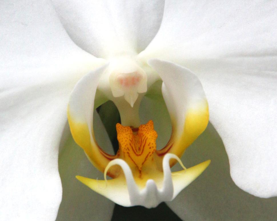 Free Image of Closeup of Iinner Anatomy of Orchid Flower 