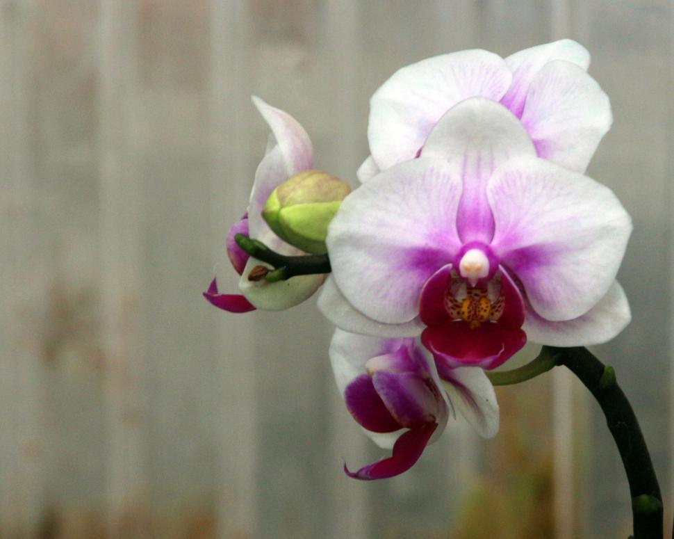 Free Image of Closeup Shot of Moth Orchid Flower 