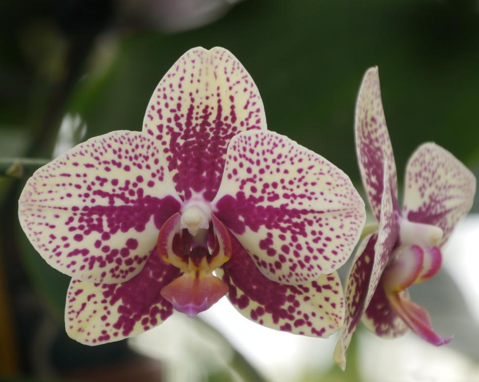 Free Image of Moth Orchid Yellow Pink Flowers 