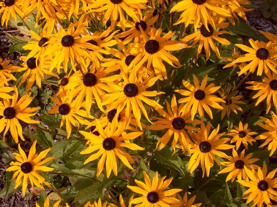 Free Image of Collection of various autumn flowers 