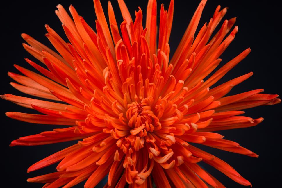 Free Image of Vibrant orange flower displaying intricate petal arrangement 