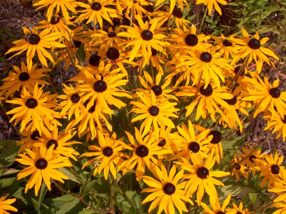 Free Image of Collection of various autumn flowers 