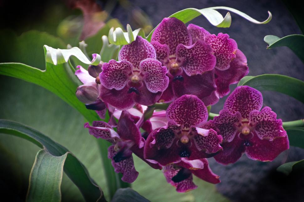 Free Image of Vanda coerulea Orchid With Purple Flowers 