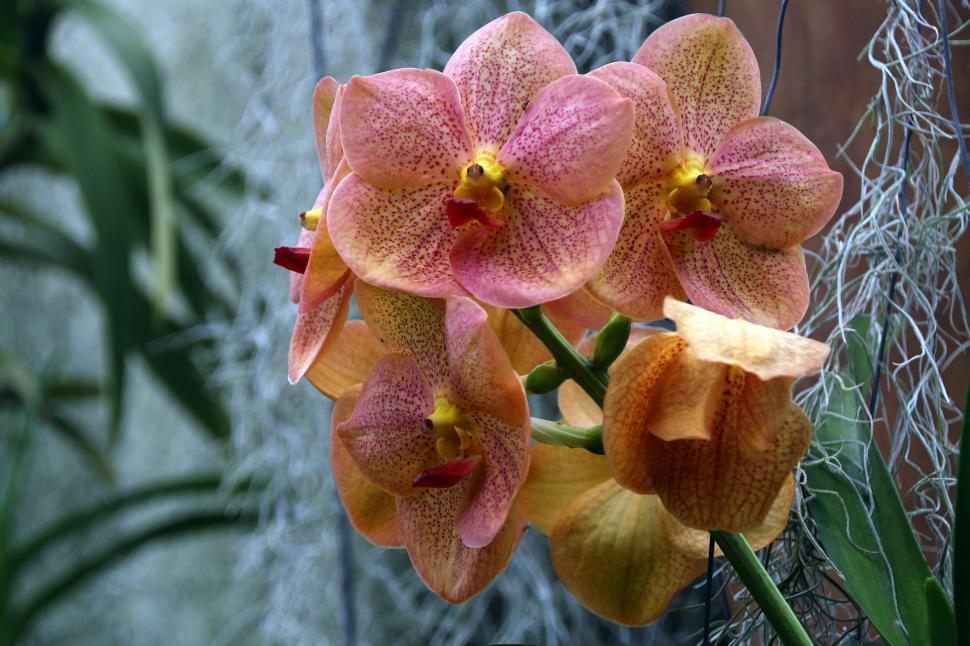 Free Image of Vanda Orchid With Red Flowers 