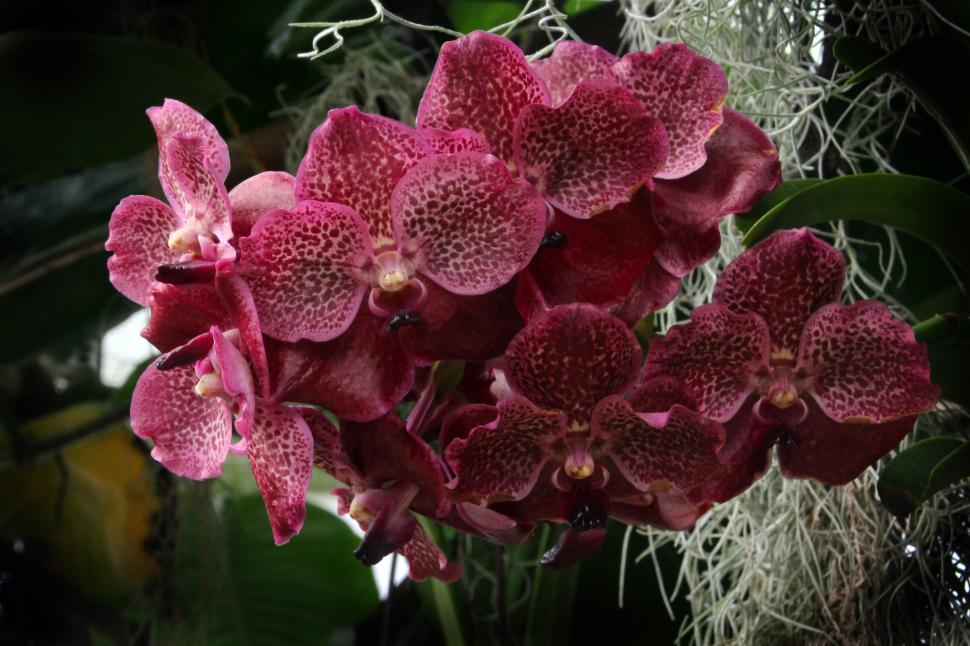 Free Image of Epiphyte Vanda Orchid Red Blooms 
