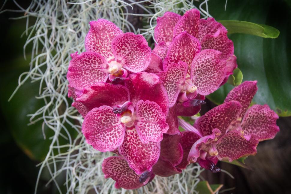 Free Image of Vanda Orchid Red Blooms 
