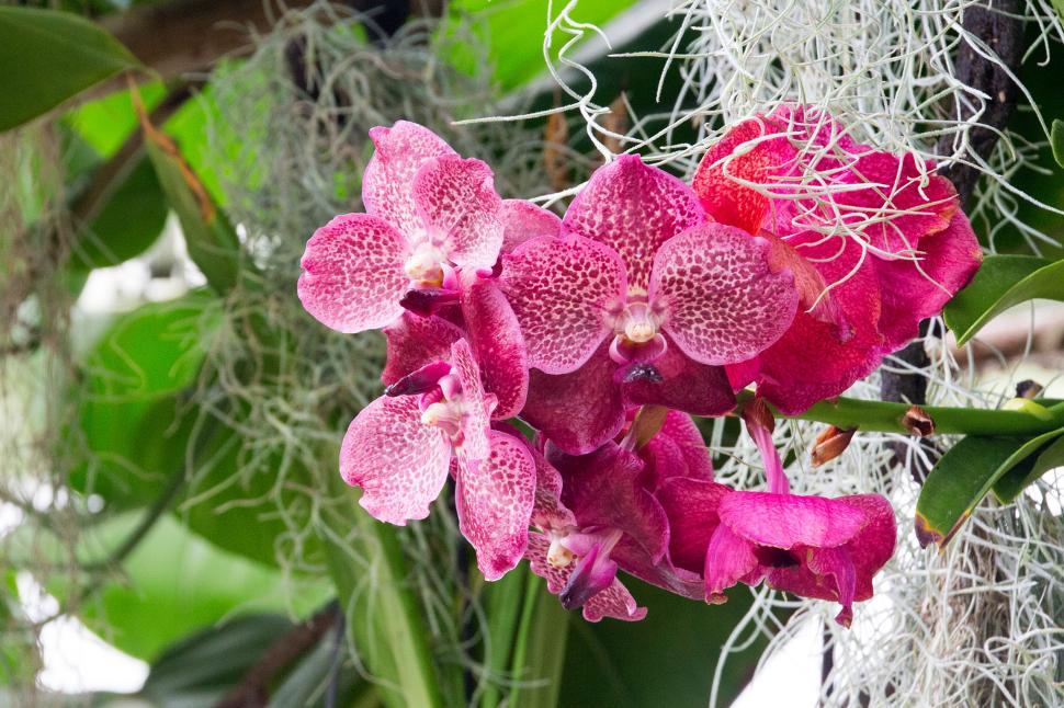 Free Image of Red Flowers Vanda Orchid 