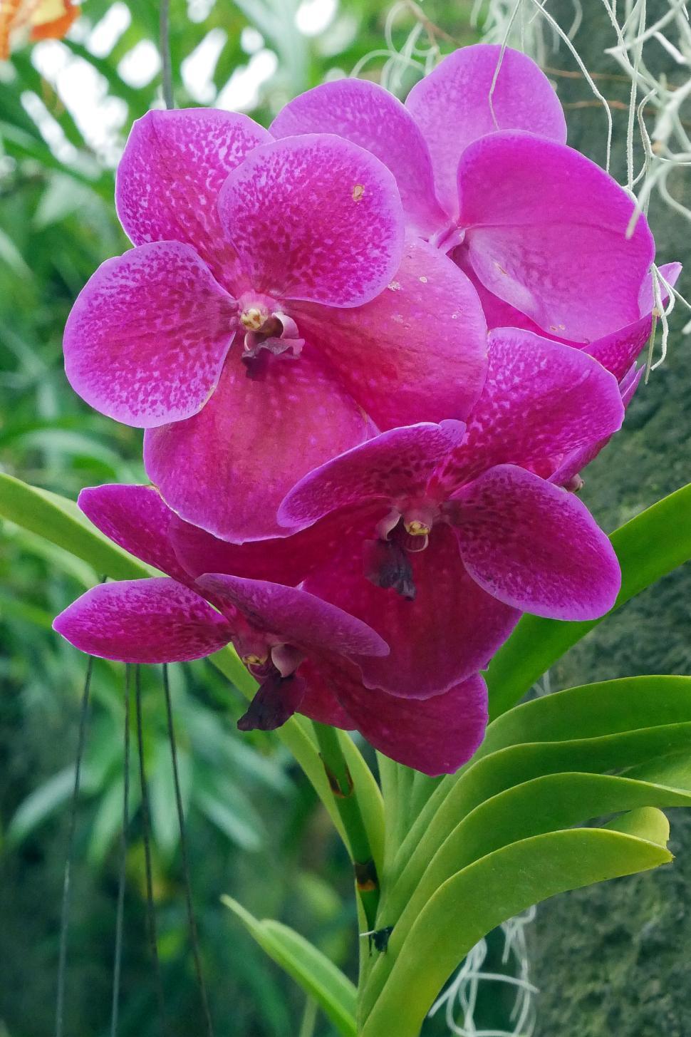 Free Image of Vanda coerulea Orchid With Red Flowers 