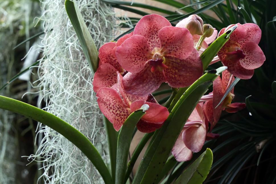 Free Image of Epiphyte Vanda Orchid Red Blooms 
