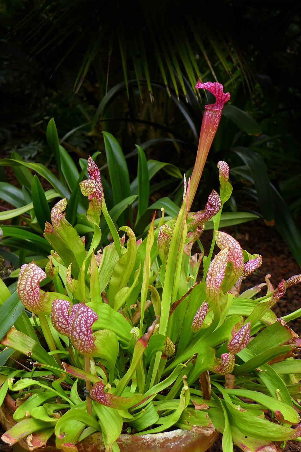 Free Image of Carnivorous Pitcher Plant Sarracenia 