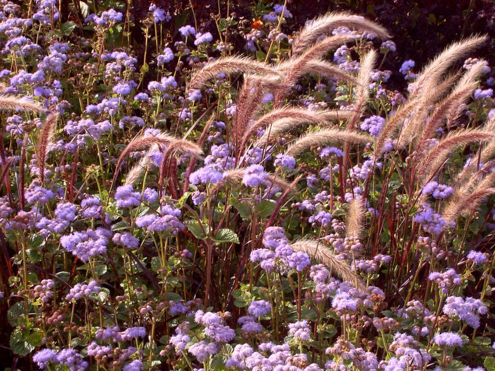 Free Image of Collection of various autumn flowers 
