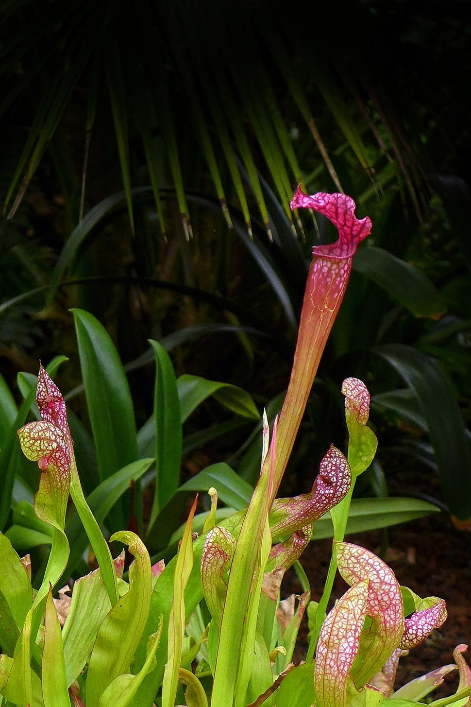 Free Image of Carnivorous Sarracenia Pitcher Plant 