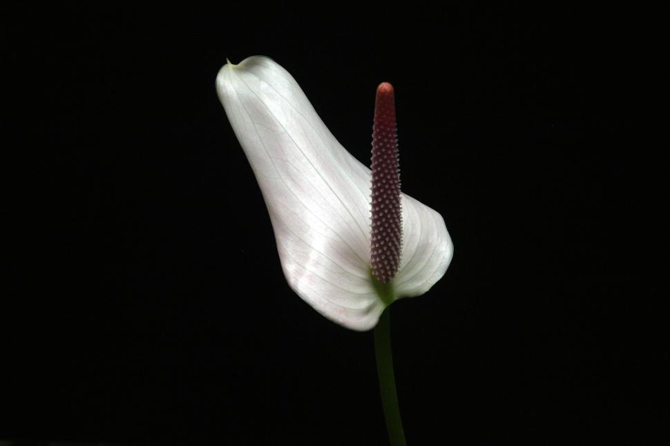 Free Image of Peace Lily Red Flower 