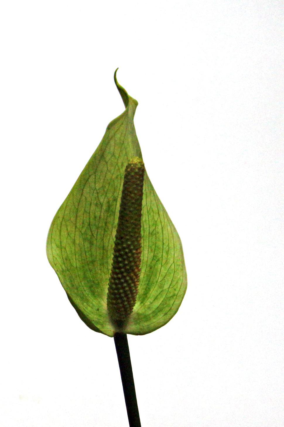 Free Image of Young Peace Lily Flowers 