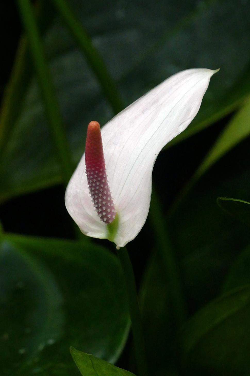 Free Image of Peace Lily Flower 