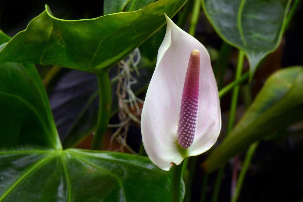 Free Image of Pink Flower Spathiphyllum 